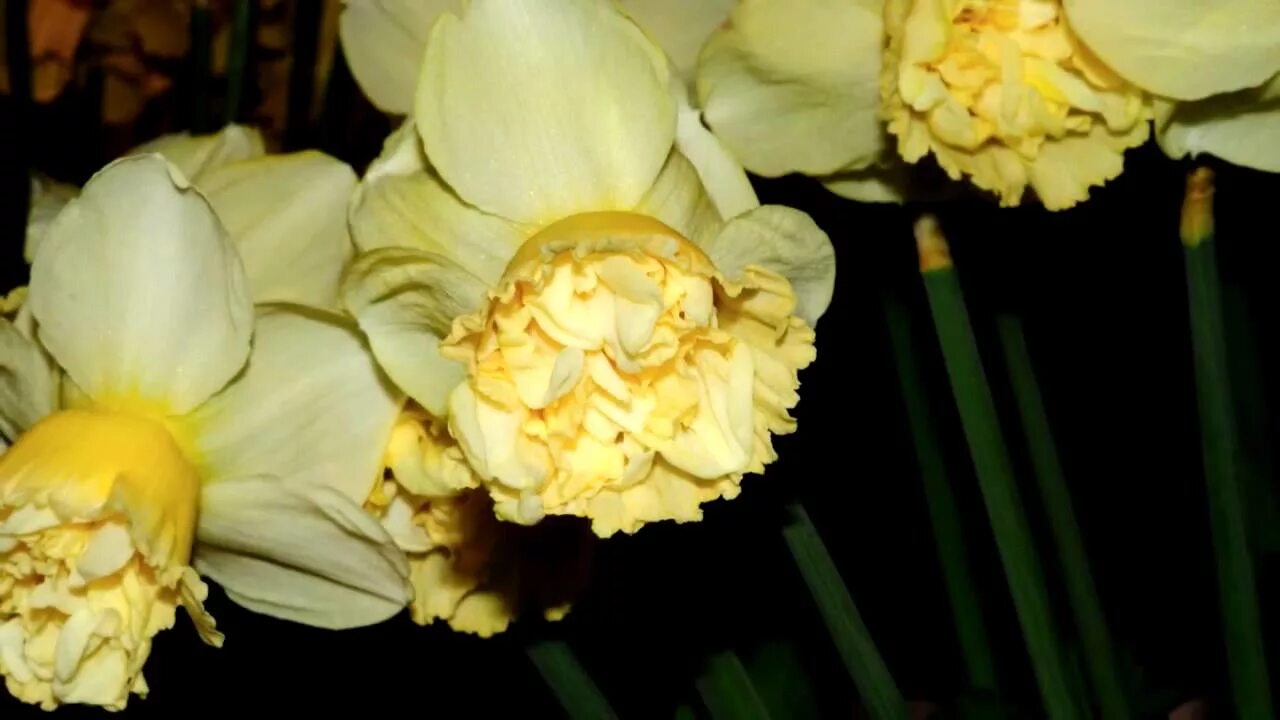 Нарцисс арт дизайн фото Narcissus Art Design - YouTube