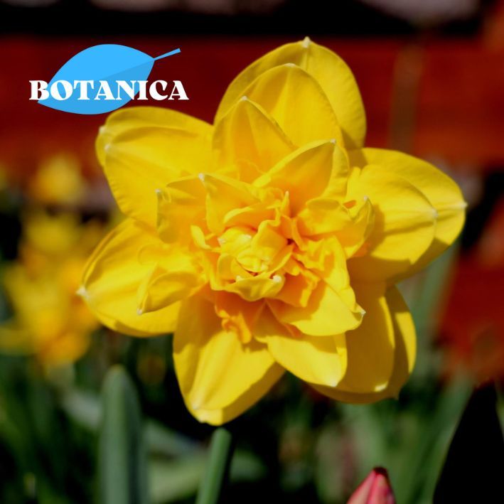 Нарцисс дик вилден фото и описание отзывы Луковицы Нарцисс BOTANICA-garden купить по выгодной цене в интернет-магазине OZO