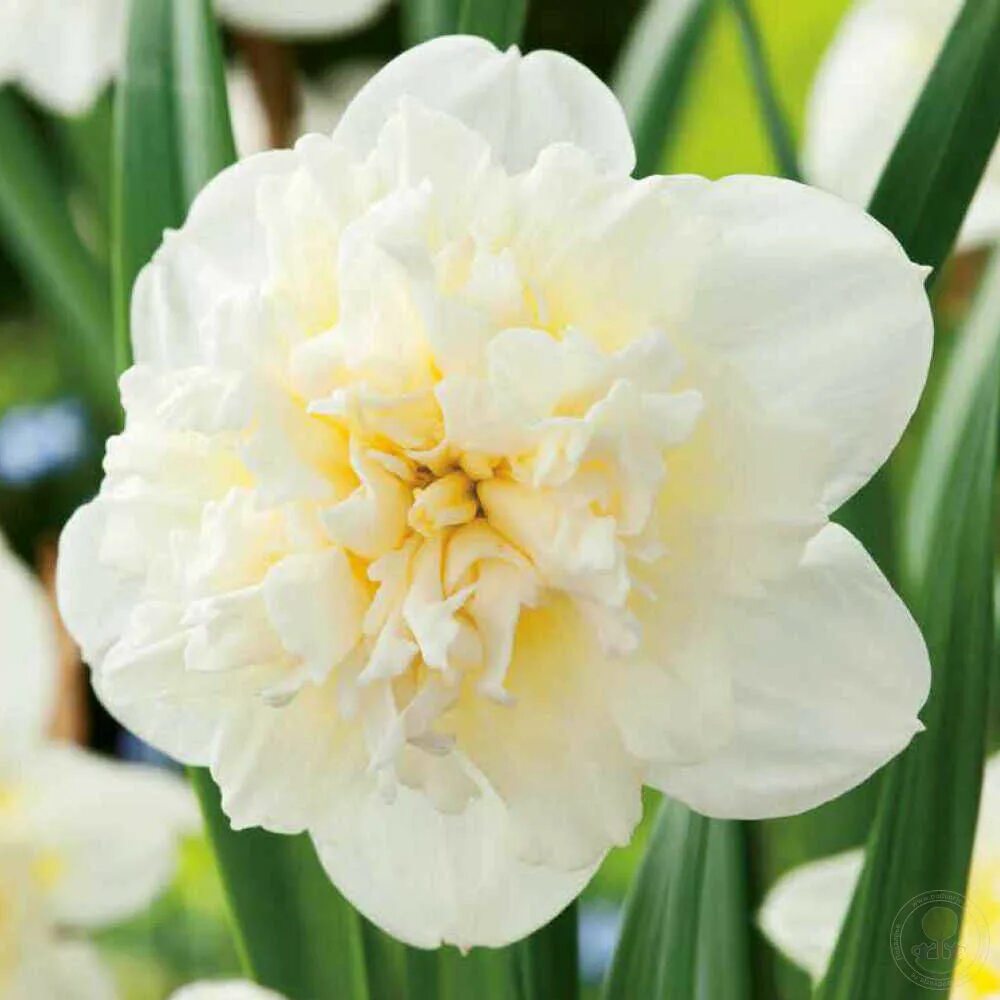 Нарцисс ледяной король фото и описание Нарцисс Айс Кинг (Narcissus Ice King) купить луковицы в Москве по низкой цене, д