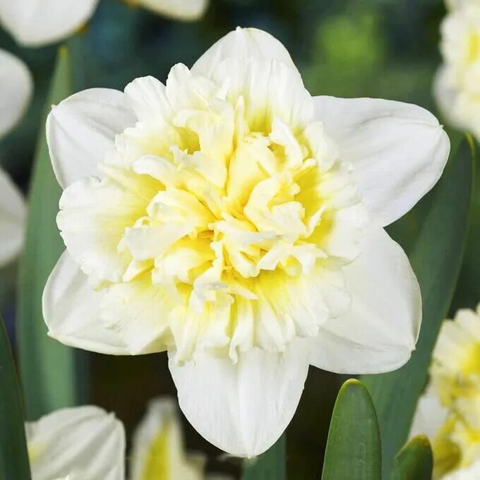 Нарцисс ледяной король фото и описание Blooming Life / Нарцисс махровый Айс Кинг Нарциссы. Семена многолетние