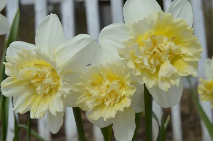 Нарцисс ледяной король фото и описание Pin on Нарциссы/ Narcissus