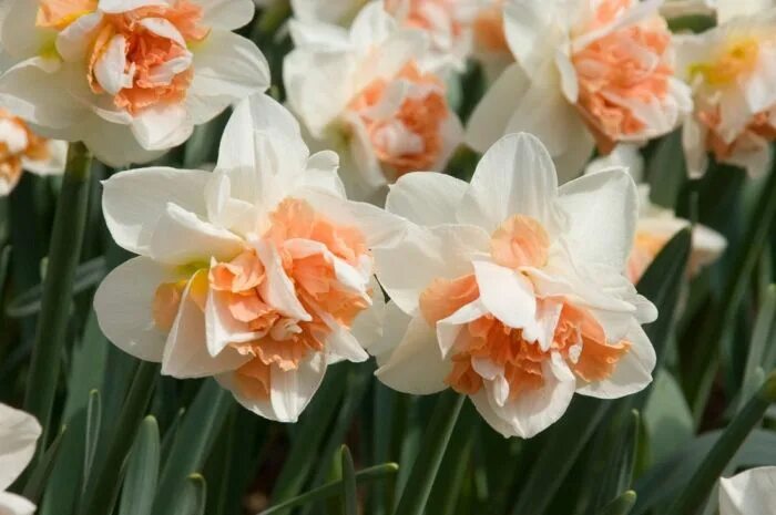 Нарцисс май стори фото и описание Narcissus My Story nárcisz Flowers, Plants, Spring perennials