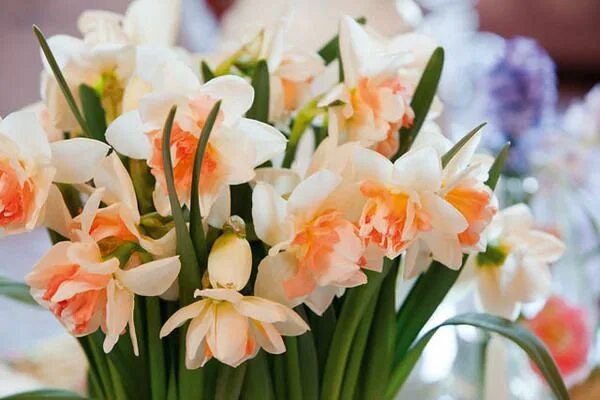 Нарцисс май стори фото и описание Narcissus 'My Story' (Double Daffodil) Daffodils, Spring flowering bulbs, Narcis