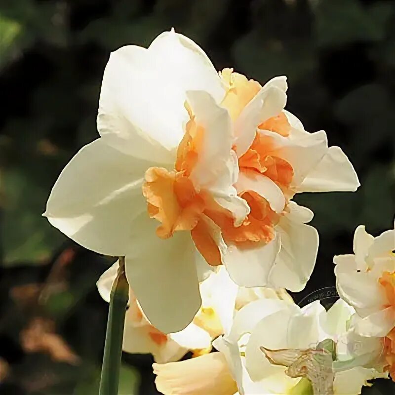 Нарцисс май стори фото и описание Нарцисс Май Стори (Narcissus My Story) купить луковицы в Москве по низкой цене, 