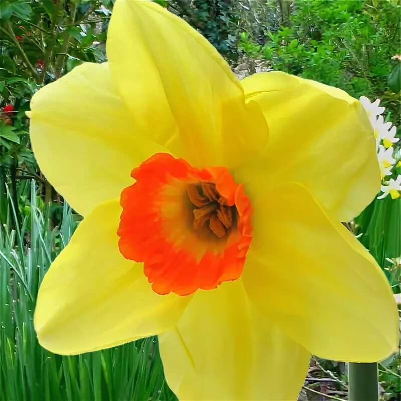 Нарцисс роуз оф май фото и описание Нарцисс Narcissus Edward Buxton - купить саженцы в интернет-магазине