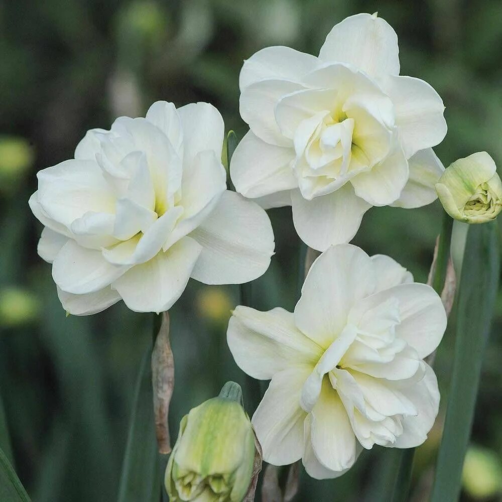 Нарцисс роуз оф май фото и описание Daffodil 'Rose of May Improved' - Narcissus Their powerful scent will make you s