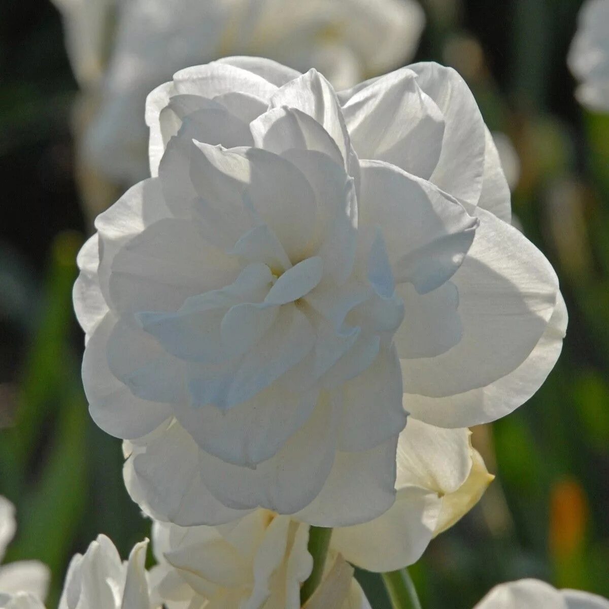 Нарцисс роуз оф май фото и описание Rose of May' ist eine wunderschöne kleine, weiße Narzisse, die schnell alle Herz