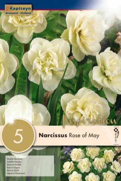 Нарцисс роуз оф май фото и описание Нарцисс махровый Роуз оф Мэри (Narcissus Double Rose of May) купить луковицы в М