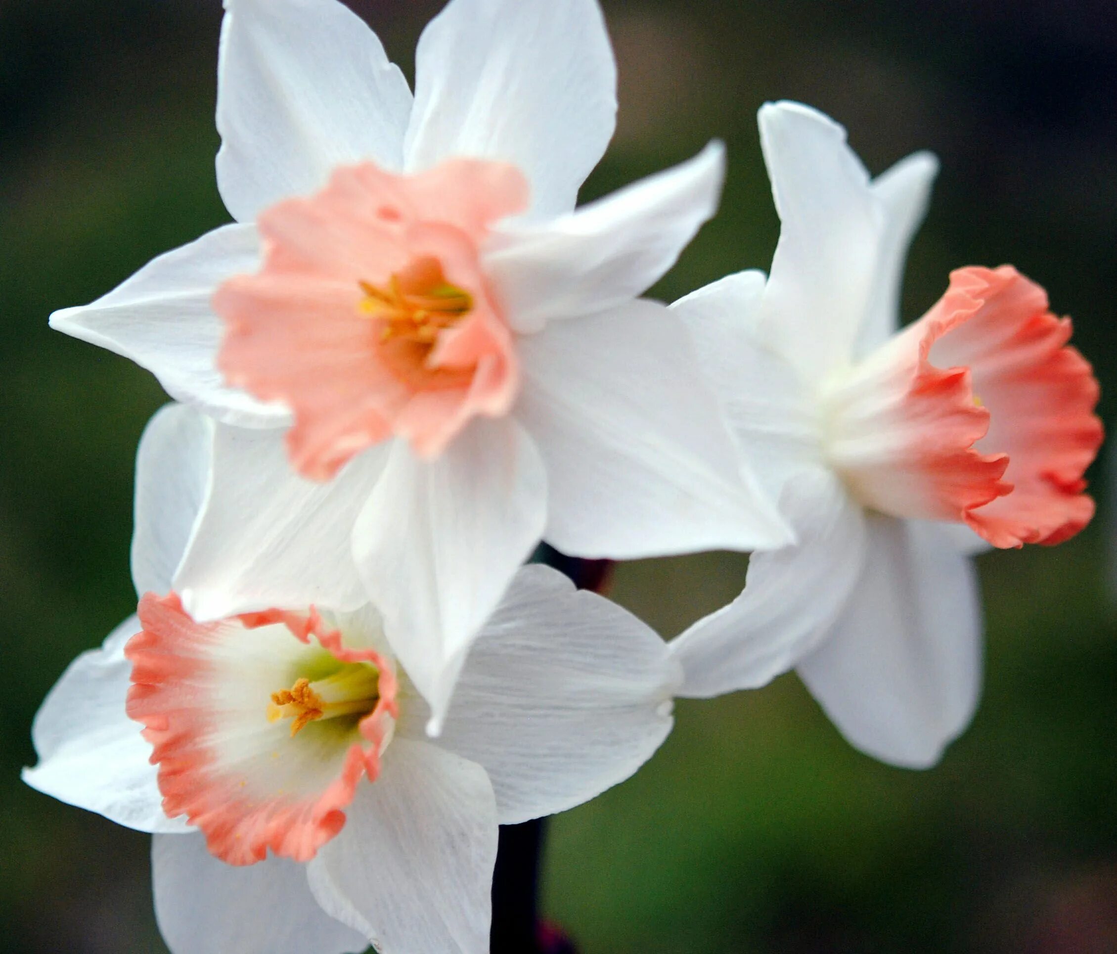 Нарцисс розовый крупноцветковый фото Pink daffodils lovely!!! Early spring flowers, Spring flowers, Pretty flowers