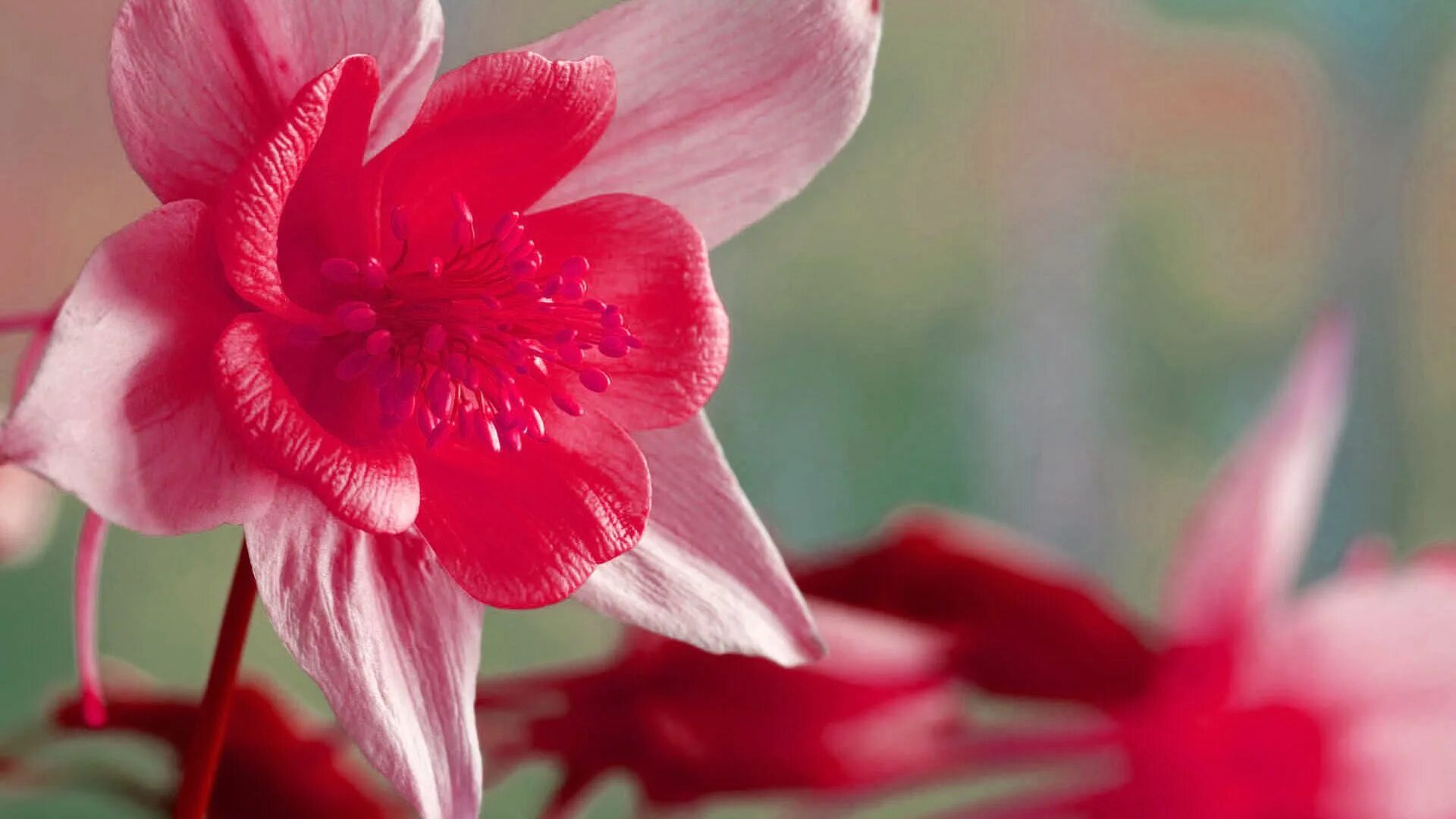 Нарцисс розовый крупноцветковый фото Natural Pink And Red Beauty! Pink flowers, Flowers, Hd wallpaper