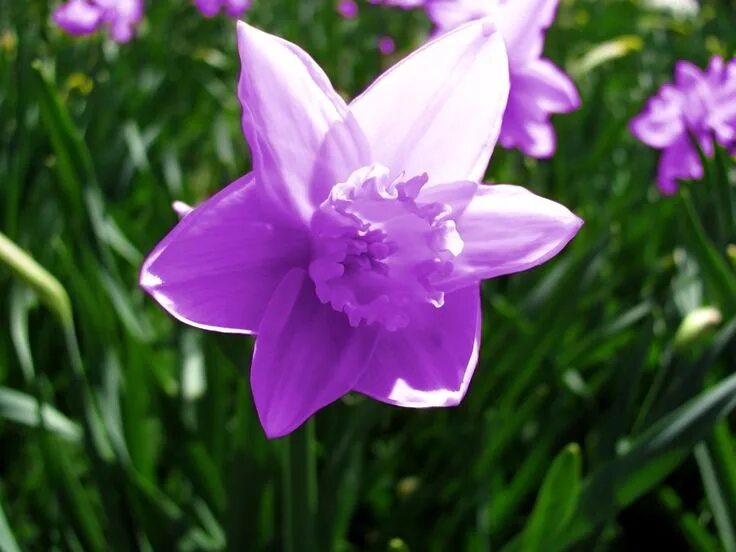 Нарцисс розовый крупноцветковый фото и описание Purple Daffodils by TopARO on DeviantArt Daffodil flower pictures, Daffodils, Da