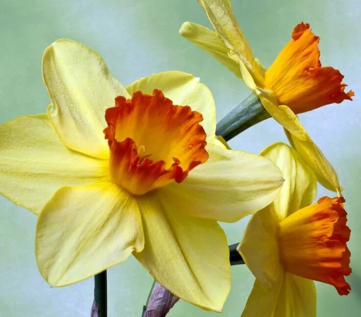 Нарцисс цветок картинка как выглядит 15 Dazzling Types of Daffodils Daffodils, Spring flowers, Daffodil flower