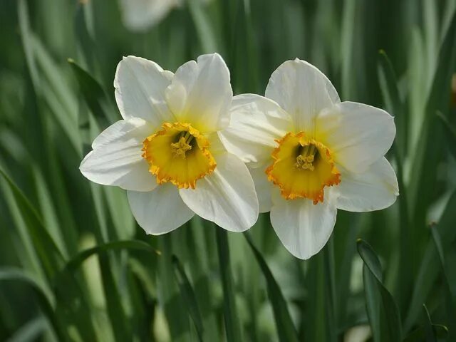 Нарцисс цветок картинка как выглядит Plant, Narcissus Pseudonarcissus Daffodils, Spring images, Daffodil images