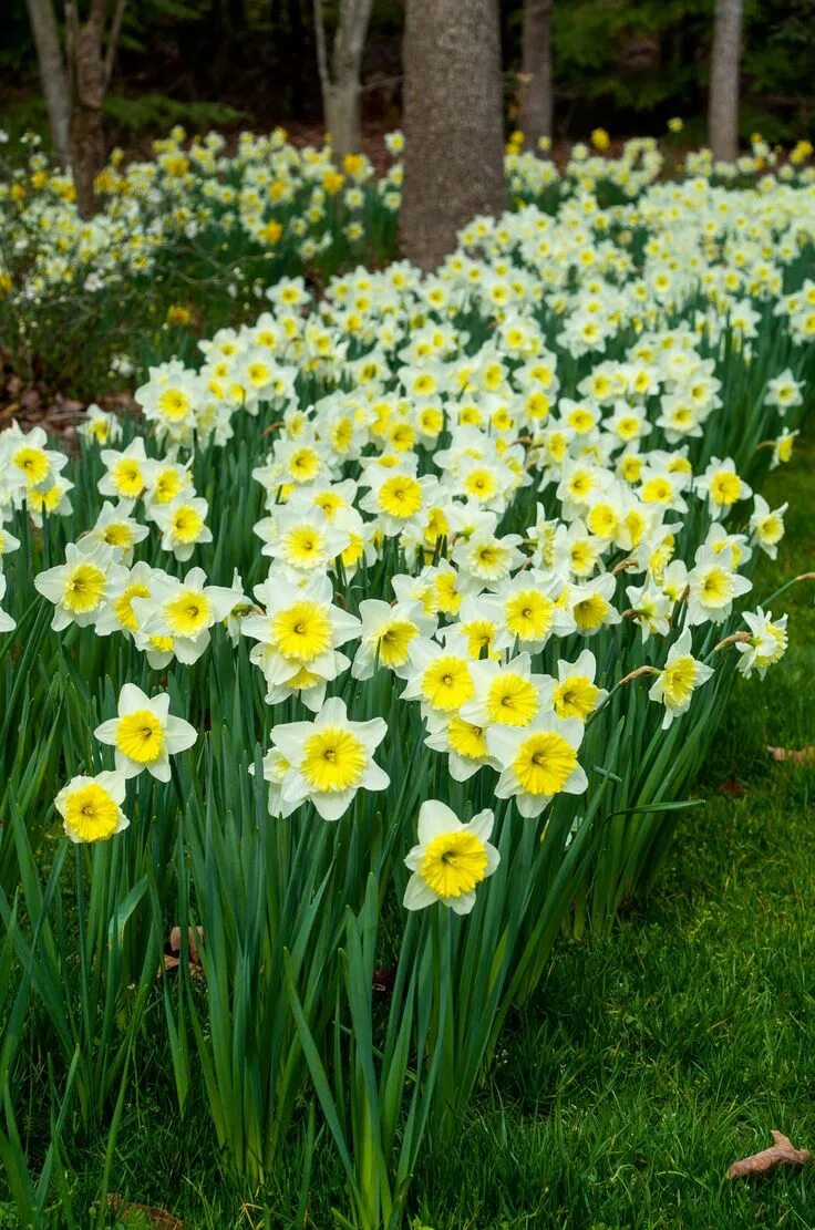 Нарцисс вайолет фото на клумбе Pin by Elahe Amani on Plants / Gardening in 2020 Daffodil bulbs, Daffodils