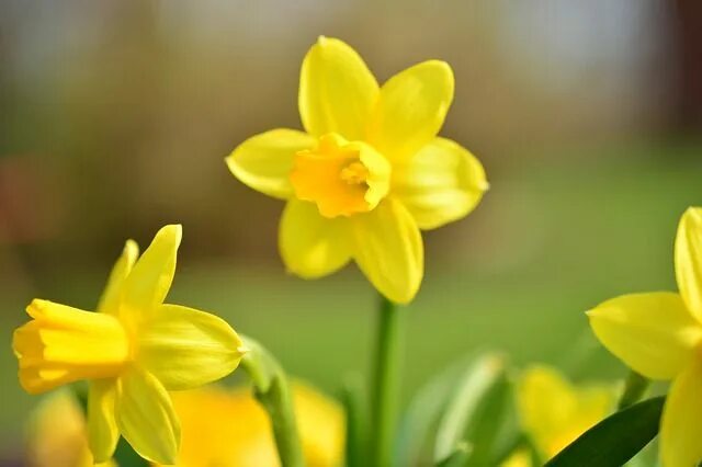 Нарцисс желтый фото Beautiful Yellow Daffodils Blooming in Spring