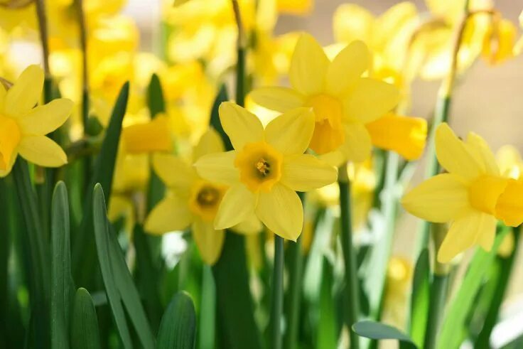 Нарцисс желтый фото Best Fall Bulbs for Spring Blooms and Vibrant Colors Fall planting guide, Daffod