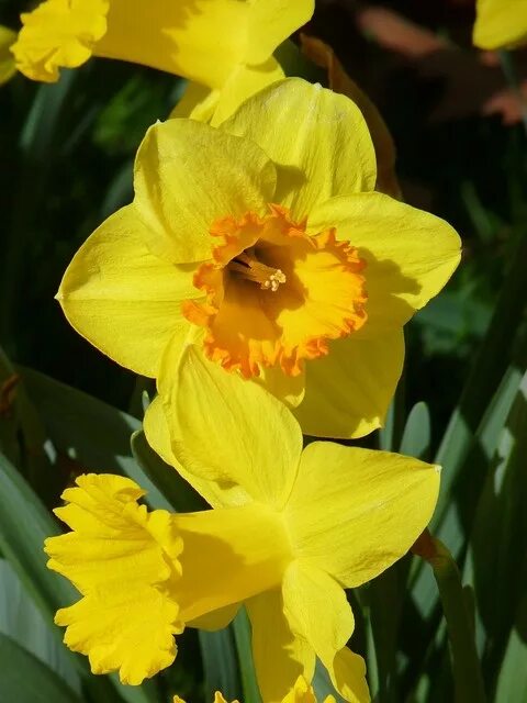 Нарцисс желтый фото Daffodil Easter Bell Yellow - Free photo on Pixabay Daffodils, Flowers, Wonderfu