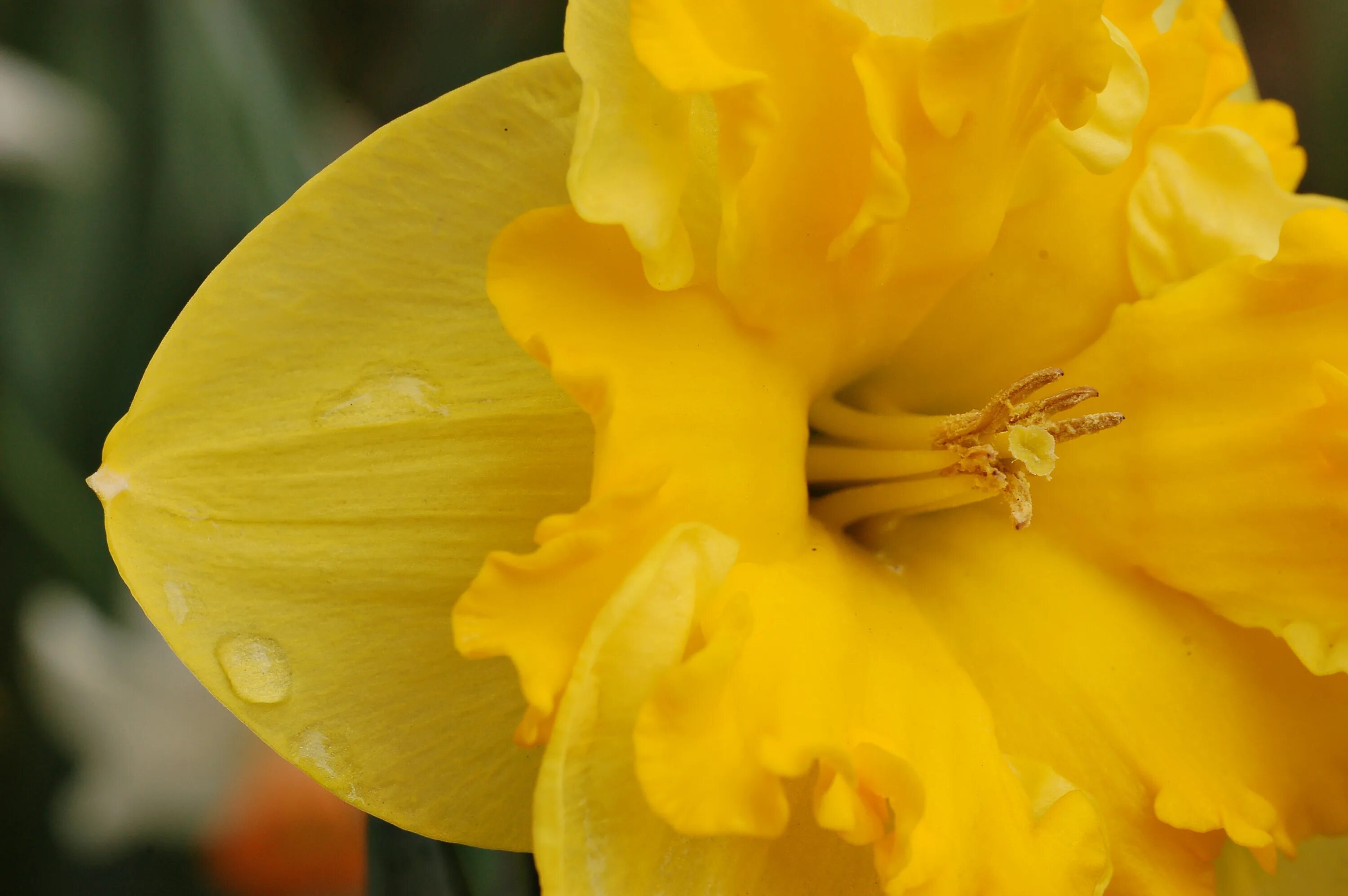 Нарцисс желтый фото File:Yellow Daffodil Narcissus Closeup 3008px.JPG - Wikipedia