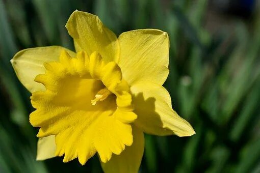 Нарцисс желтый фото Daffodil, Yellow, Spring, Flower Daffodils, Daffodil images, Flower painting