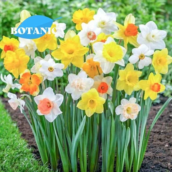 Нарциссы фото цветов Луковицы Нарцисс BOTANICA-garden купить по выгодной цене в интернет-магазине OZO