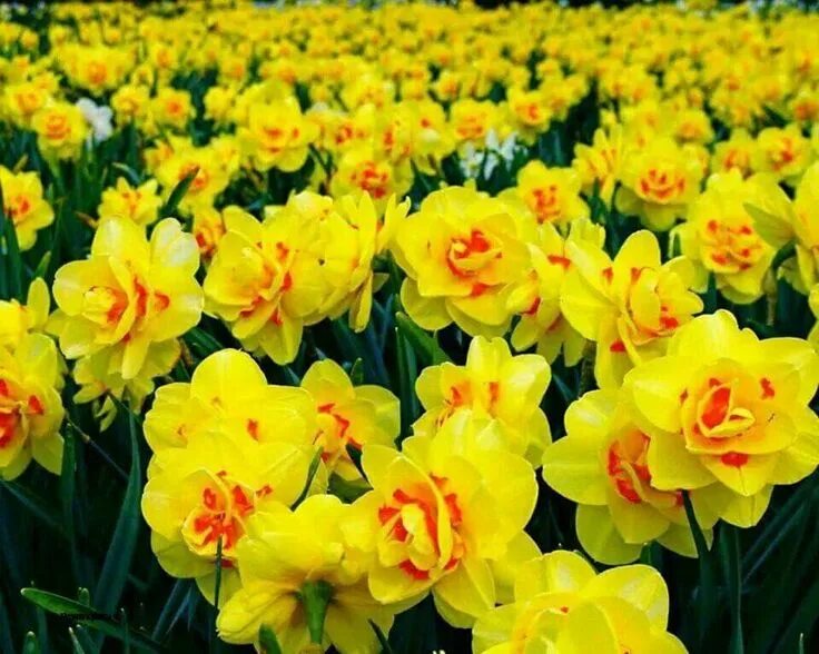 Нарциссы фото цветов Pin by Rosine Montus on Flowers Daffodils, Flowers, Daffodil flower
