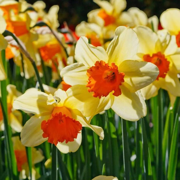 Нарциссы фото цветов 100 PCS MIXED NARCISSUS SEEDS GARDEN BULB AUTUMN GROWING SPRING FLOWERING for sa