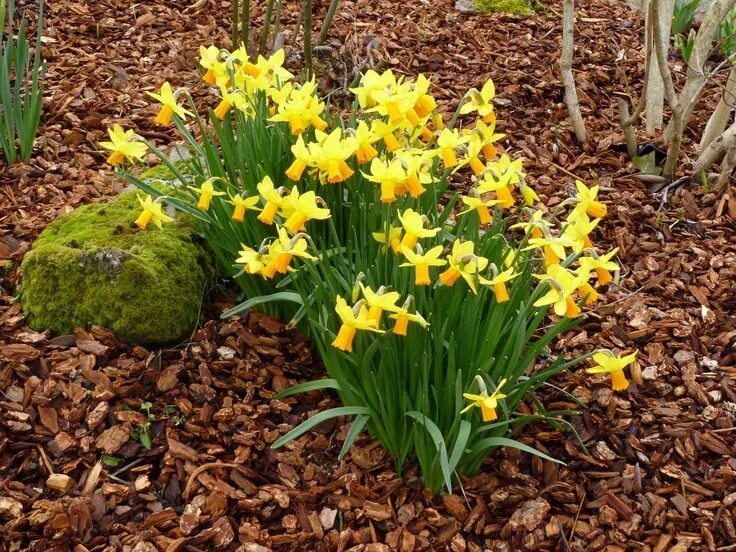 Нарциссы в саду фото Narcissus Jetfire - The earliest Narcissus Огородничество, Осенние цветники, Мно