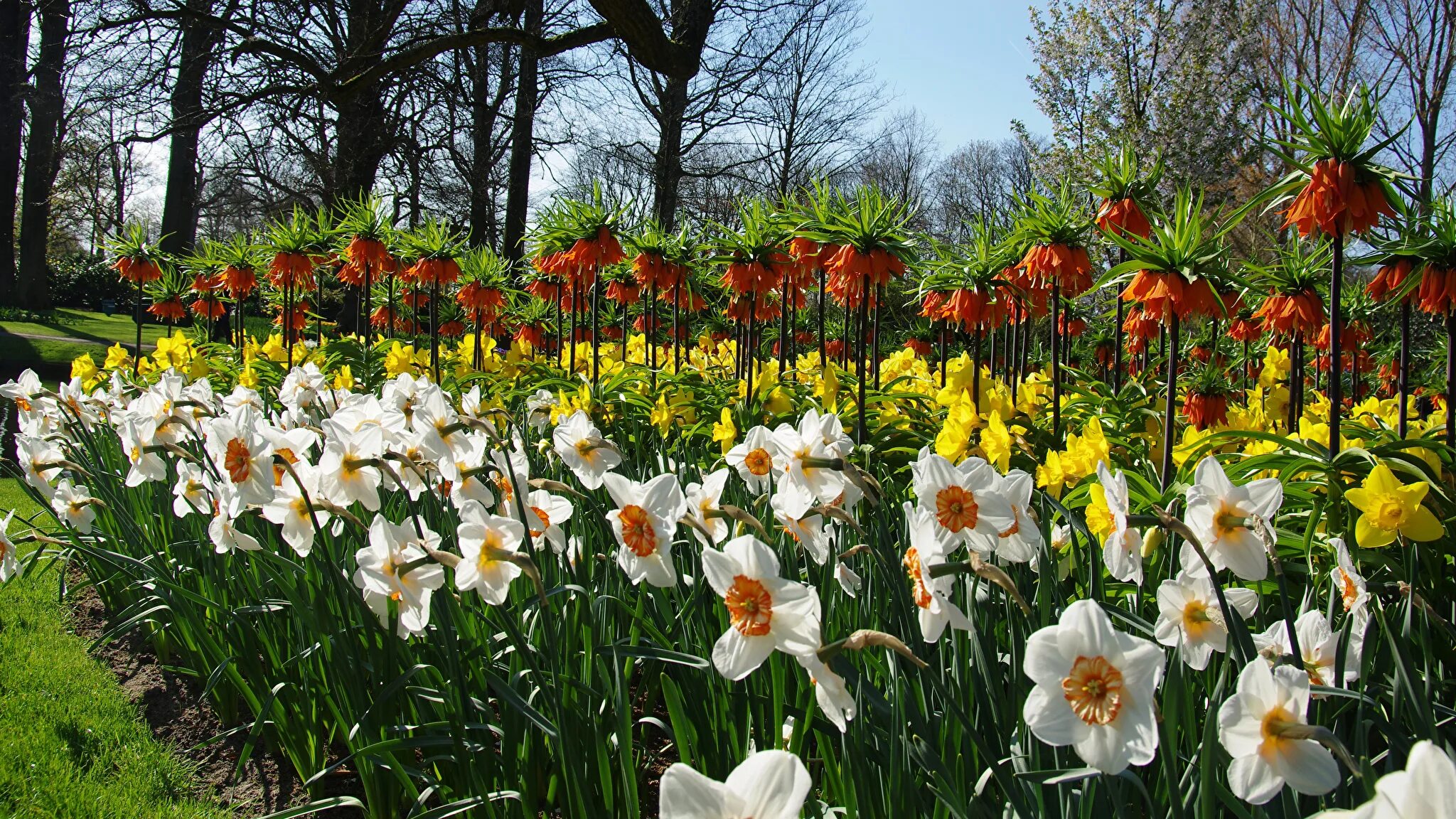 Нарциссы в саду фото Фотография Нидерланды Keukenhof парк Цветы Рябчик Нарциссы 2048x1152