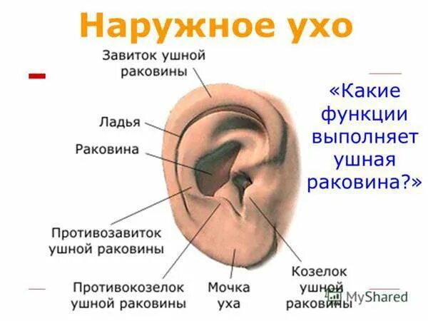 Наружное ухо фото Уход за новорожденным ребенком, подушки для новорожденных
