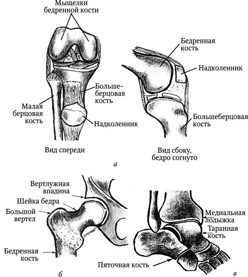 Наружный мыщелок большеберцовой кости фото Вывихи . Основы первой медицинской помощи Учебное пособие
