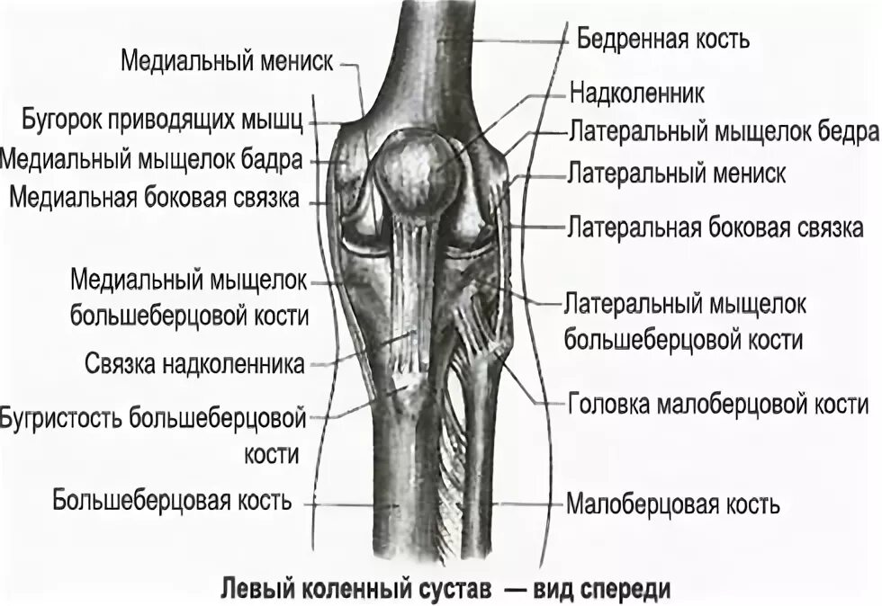 Наружный мыщелок большеберцовой кости фото Суставы костей нижней конечности: найдено 81 изображений