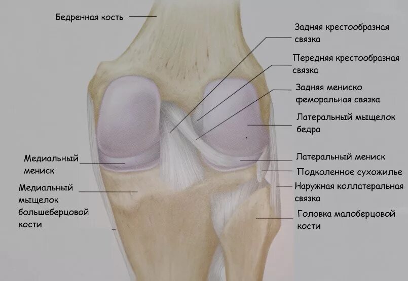 Наружный мыщелок большеберцовой кости фото Разрыв задней крестообразной связки (ЗКС): сосбенности лечения в Киеве - клиника
