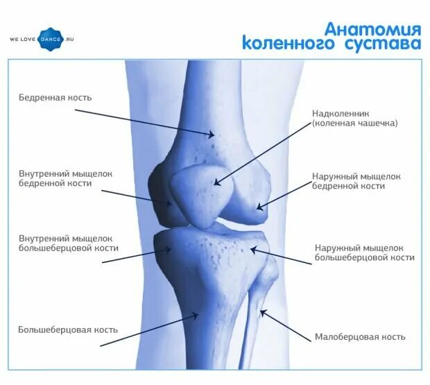 Наружный мыщелок большеберцовой кости фото Что важно знать танцору о коленях? We Love Dance. Мы любим танцы Дзен