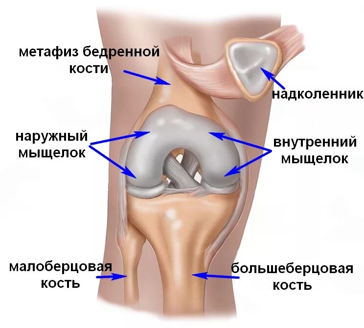 Наружный мыщелок большеберцовой кости фото Переломы дистальной (нижней) части бедренной кости - переломы мыщелков бедренной