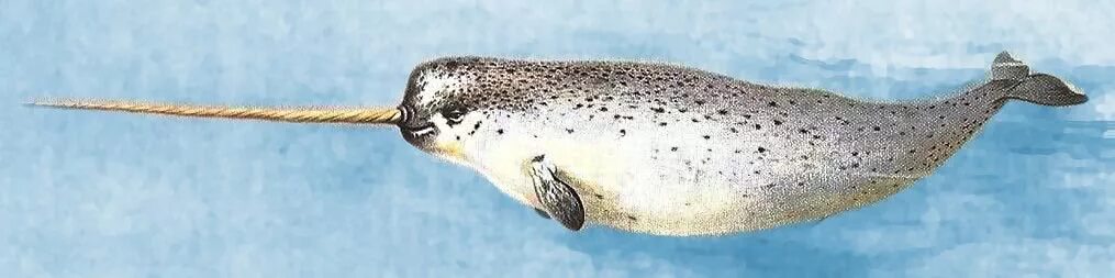 Нарвал фото животного арктики Narwhal clip