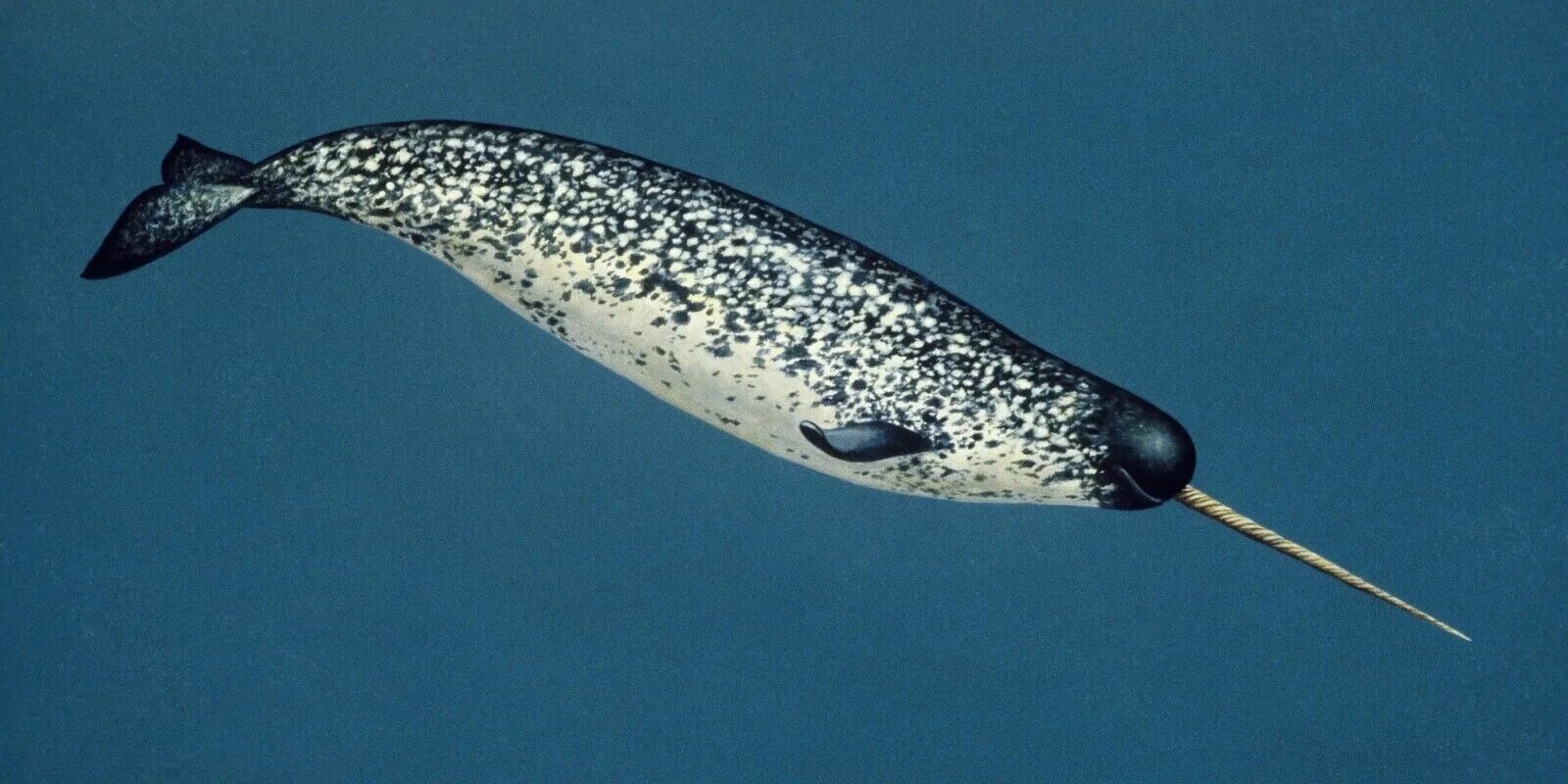 Нарвал фото животного арктики NARWHAL TUSK (REPLICA) Monodon monoceros, 35.5 inches long #1893 eBay