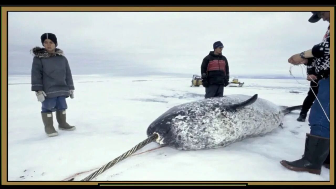 Нарвал фото животного арктики Narwals History (Narwhal facts) - YouTube