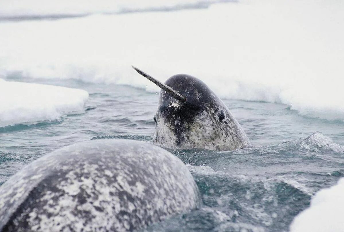 Нарвал фото животного арктики New Brunswick man given record fine for exporting narwhal tusks - The Globe and 