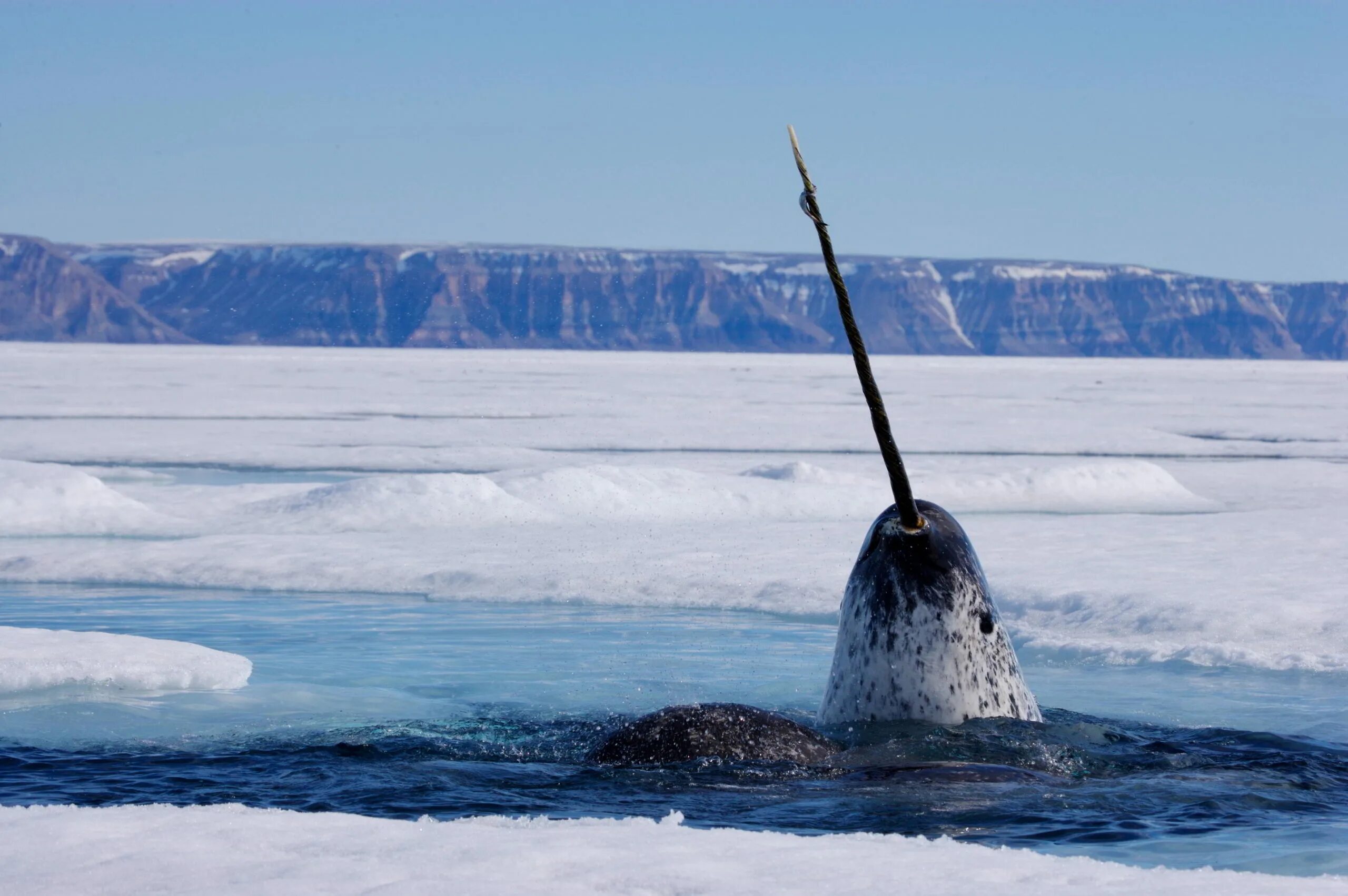 Нарвал фото животного арктики World Wildlife Fund Canada Our Story WWF.CA