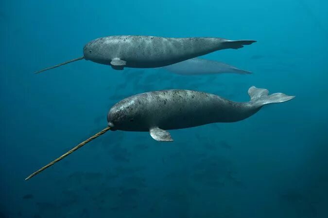 Нарвал фото животного арктики Fishbird portfolio Weird animals, Weird ocean animals, Narwhal