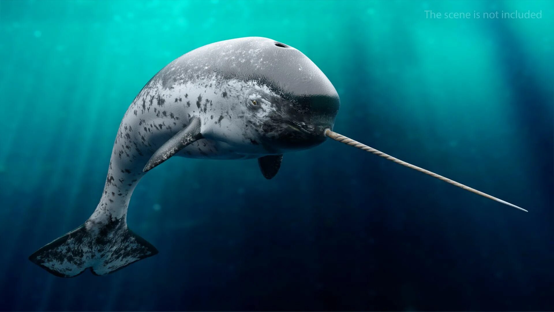 Нарвал фото животного арктики Narwhal