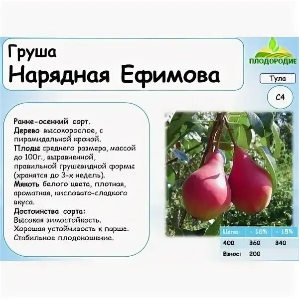 Нарядная ефимова груша фото Груша Нарядная Ефимова: ТОП правила посадки и ухода с описанием