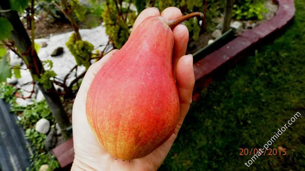 Нарядная ефимова груша фото груша Нарядная Ефимова - Альбомы - tomat-pomidor.com