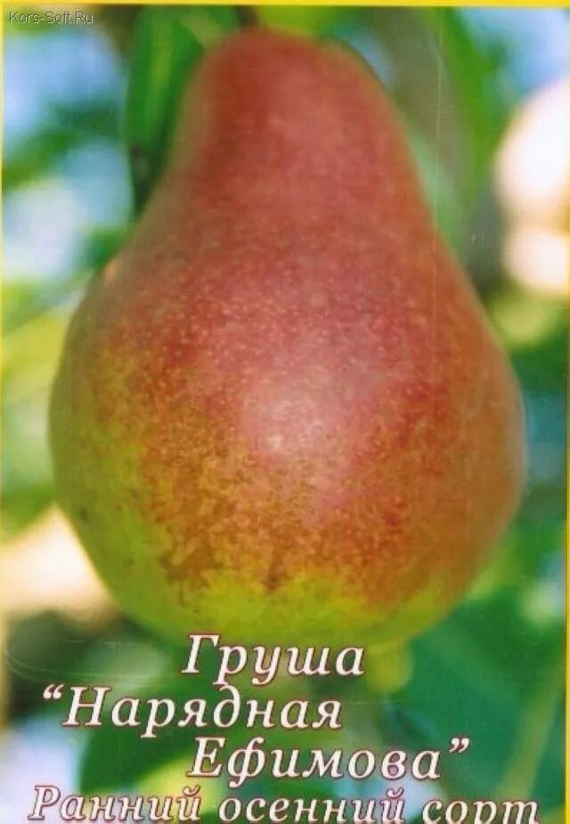 Нарядная ефимова груша описание сорта фото отзывы Груша для Урала: лучшие сорта с описанием, как выбрать, правила выращивания