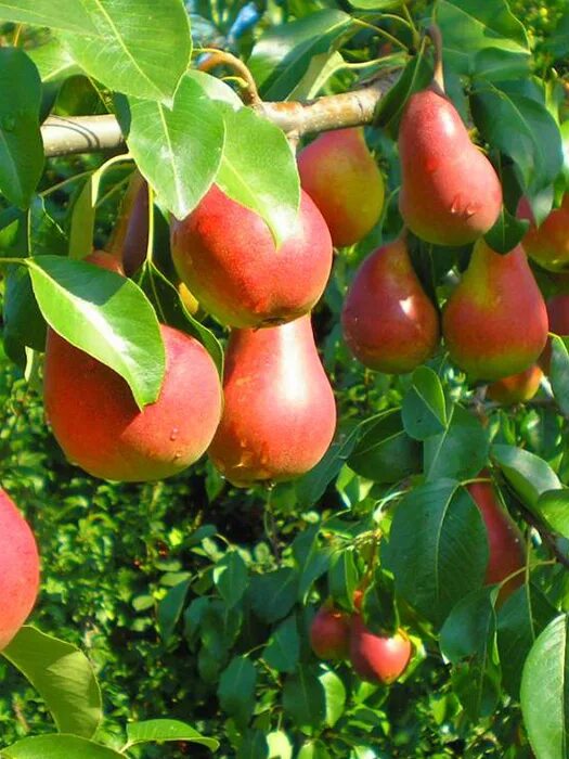 Нарядная ефимова груша описание сорта фото отзывы Груша Нарядная Ефимова - "Feel Green"