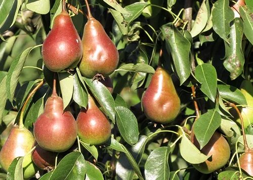 Нарядная ефимова груша описание сорта фото отзывы Нарядная ефимова груша фото Molot-Club.ru