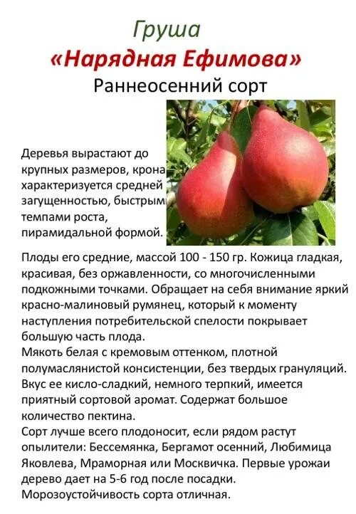Нарядная ефимова груша описание сорта фото отзывы Груша Нарядная Ефимова: описание и характеристики сорта, правила выращивания, от