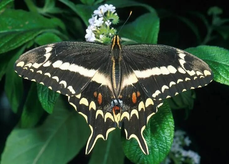 Насекомые бабочки фото и названия Pin by Elizabeth VandenHeuvel on Gossamer Wings Butterfly species, Swallowtail b