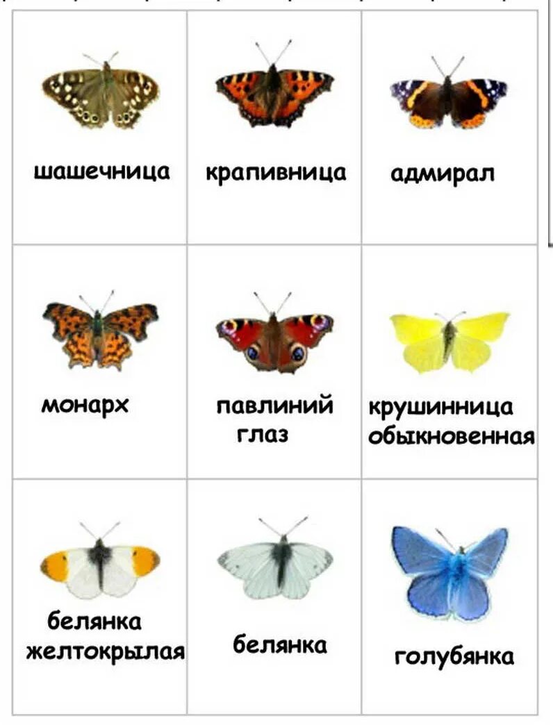 Насекомые бабочки фото и названия Название бабочек фото YugNash.ru