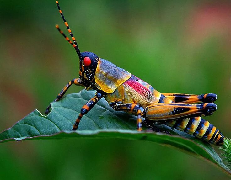 Насекомые китая фото с названиями Wallpapers Insects Grasshoppers Animals Image #170045 Download Insectos raros, I